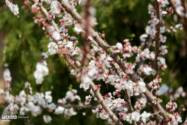 شکوفه‌های بهاری در شهر ایوانکی 