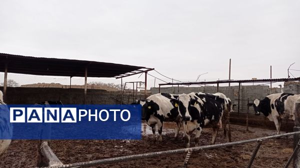 اردو راهیان پیشرفت در خلیل آباد