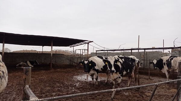 اردو راهیان پیشرفت در خلیل آباد