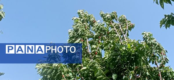 آغاز فصل چیدن؛ باغ‌های جلگه رخ میزبان میوه‌های تابستانی 