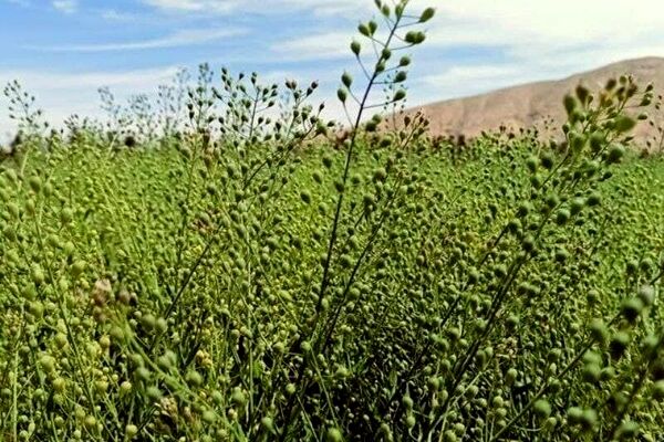 صندوق کشاورزی از تولید دانه های روغنی گلرنگ و کاملینا حمایت می کند