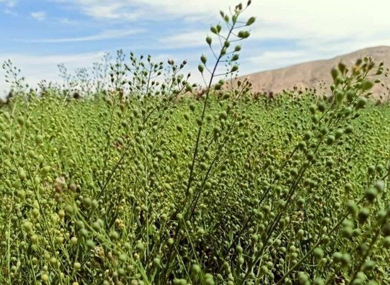 صندوق کشاورزی از تولید دانه های روغنی گلرنگ و کاملینا حمایت می کند