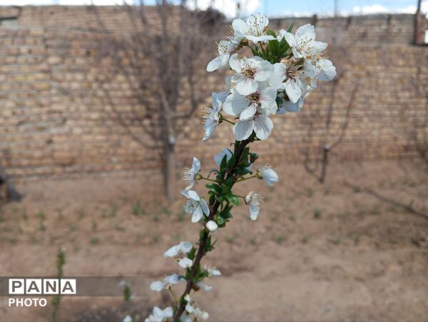 شکوفه دادن درختان روستای فیروزه