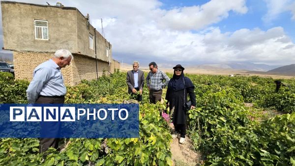 کیل گیری محصولات کشاورزی در شهرستان فاروج