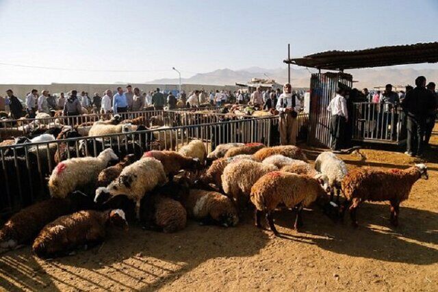 دامداران سربیشه؛ گرفتار زنجیره خشکسالی، کمبود علوفه و بحران اقتصادی
