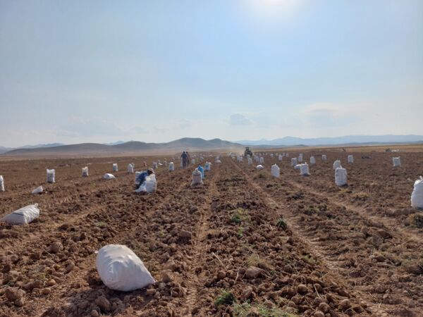 برداشت محصول سیب زمینی در روستای داغیان