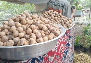 سومین جشنواره تخصصی گردو ی شهرستان سلسله