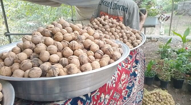 سومین جشنواره تخصصی گردو شهرستان سلسله