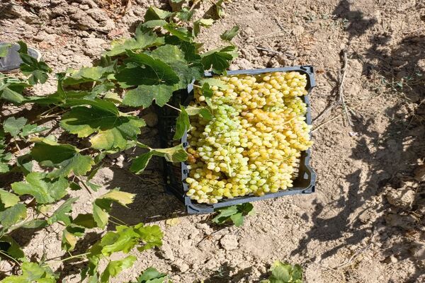 آغاز فصل برداشت انگور از باغات روستای گزکوه فاروج
