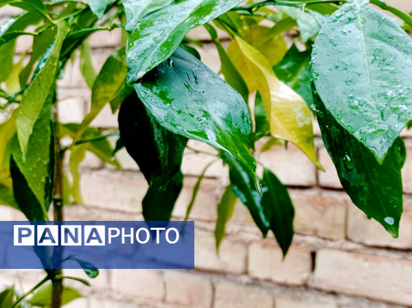 یک روز بارانی در لردگان 