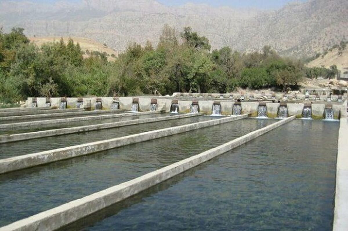 دلایل ارزان بودن ماهی‌های پرورشی