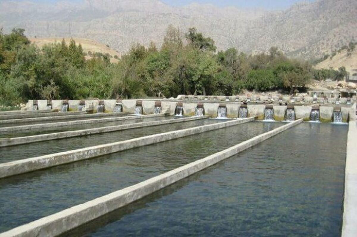 دلایل ارزان بودن ماهی‌های پرورشی