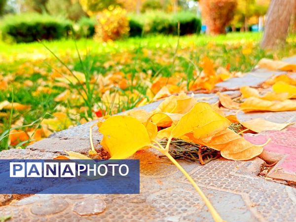 کاشمر در برگریزان پاییز