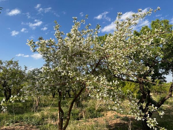 طبیعت هم با آمدن بهار زیبا شد 