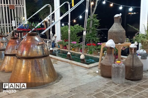 آغاز سمفونی گل و گلاب در مهد گل محمدی