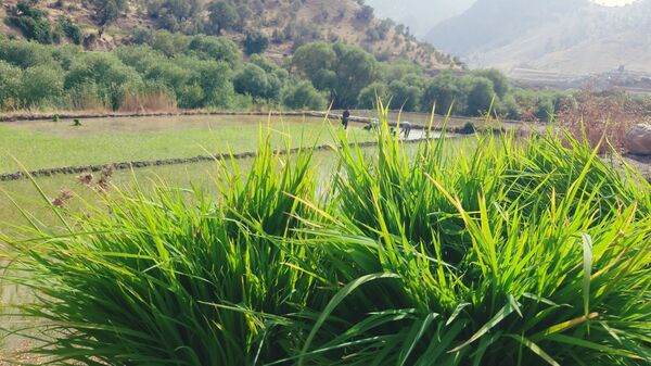 کاشت برنج در روستای بیدله 