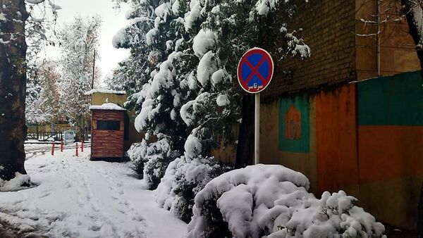 درختان طلایی ، سفید پوش شدند 