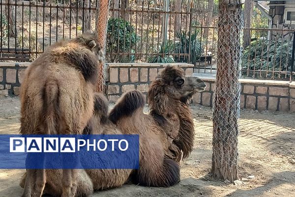 اردوی تفریحی مدرسه حدیث کساء از ناحیه یک شهرری