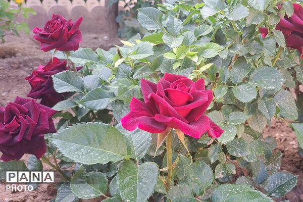 گل‌های زیبای بهاری