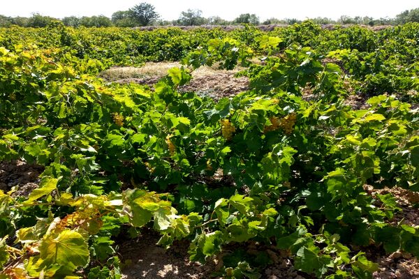 آغاز فصل برداشت انگور از باغات روستای گزکوه فاروج