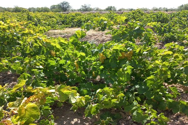 آغاز فصل برداشت انگور از باغات روستای گزکوه فاروج