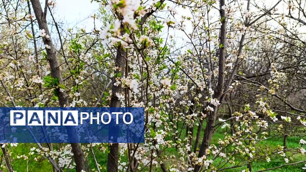 رویداد آیین باستانی سیزده بدر نیشابور در روز طبیعت از  قاب خبرنگاران پانا