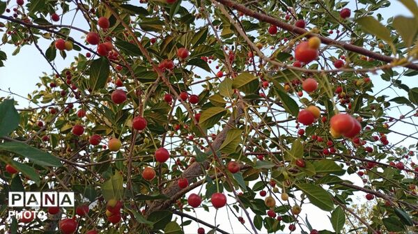 تضادِ سرخ و سبز؛ درنگی در باغ