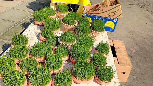 قاب‌هایی زیبا از مغازه‌های بام ایران، در روزهای پایانی سال 