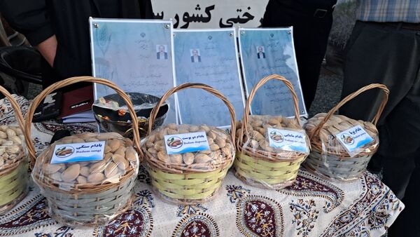 شکوفایی طعم و فرهنگ در سامان؛ دومین جشنواره بادام و گردو 