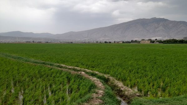 برنج‌کاری در لردگان؛ نماد زندگی و فرهنگ محلی
