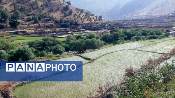 کاشت برنج در روستای بیدله 
