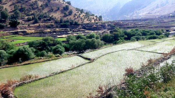کاشت برنج در روستای بیدله 
