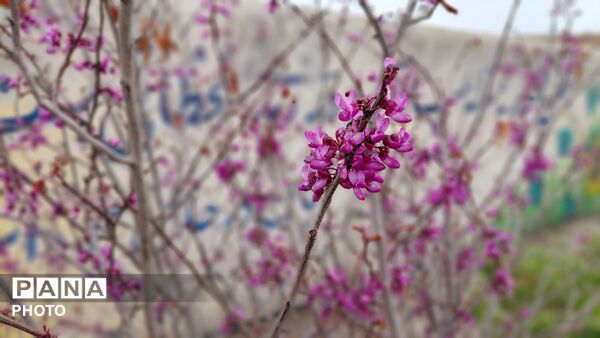 شاخه های درختان فتح آباد،ترانه‌ی شکفتن سرودند