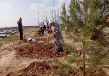 درختکاری در آرامستان روستای گزکوه