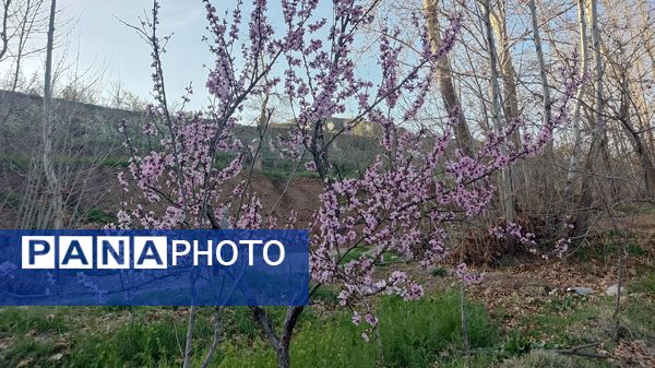 شهرستان نیشابور میزبان فصل بهار