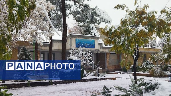 درختان طلایی ، سفید پوش شدند 