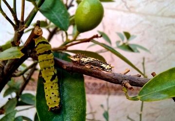 از آفت تا پروانه‌ای زیبا بر درخت لیمو