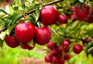 کود آهن؛ عنصر پنهان در سلامت درخت سیب
