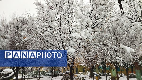 درختان طلایی ، سفید پوش شدند 