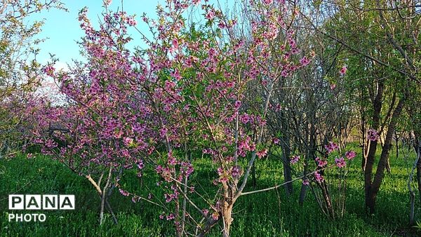 رویش شکوفه ها در روستای کابلی 