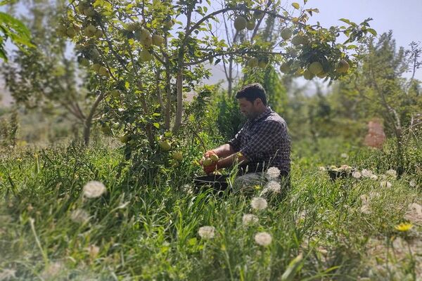 فصل زیبای پاییز در شهر بار نیشابور 