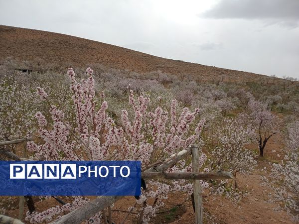 شکوفه‌ درختان، آمدن بهار را مژده می‌‌دهند