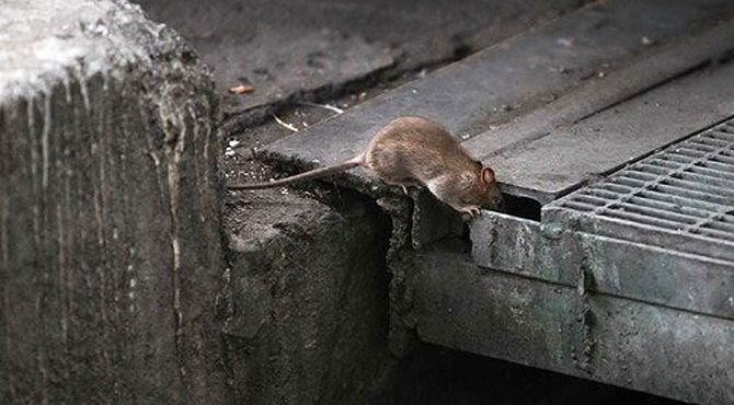طرح ضربتی ۱۰ روزه برای مهار موش‌های پایتخت