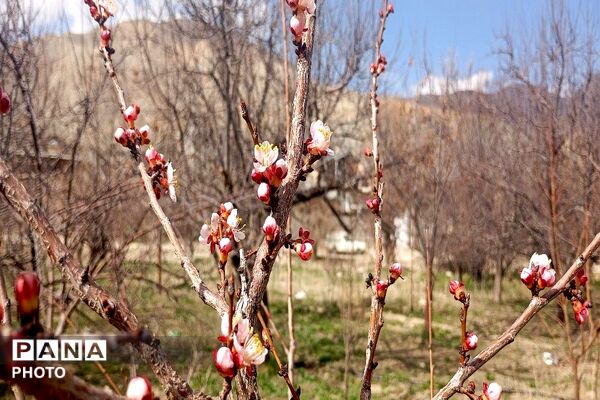 اولین شکوفه های بهاری در شهر بار نیشابور