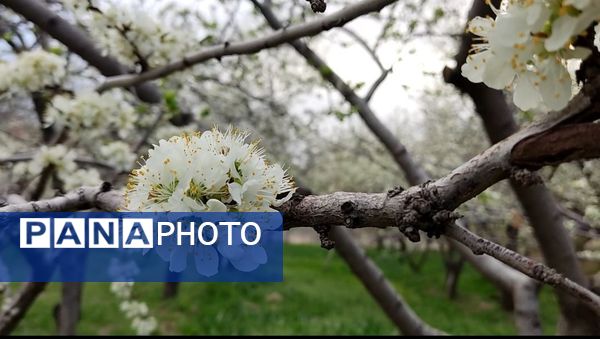رویداد آیین باستانی سیزده بدر نیشابور در روز طبیعت از  قاب خبرنگاران پانا