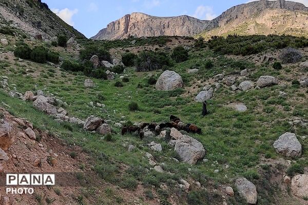 کوه های شهر بار ذخیره‌گاه گیاهان ارزشمند و کم نظیر دارویی 