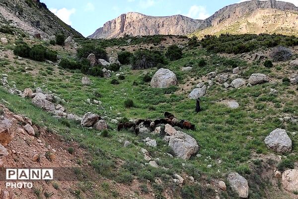 کوه های شهر بار ذخیره‌گاه گیاهان ارزشمند و کم نظیر دارویی 