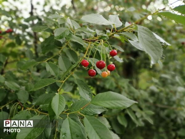بارش شدید باران در اواخر خرداد ماه در شهر بار 