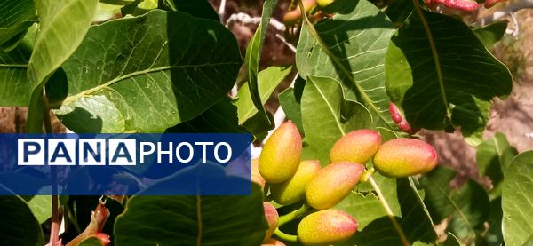 آغاز فصل چیدن؛ باغ‌های جلگه رخ میزبان میوه‌های تابستانی 