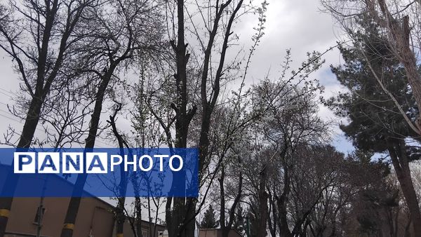 گل‌ها و درختان در شکوفایی